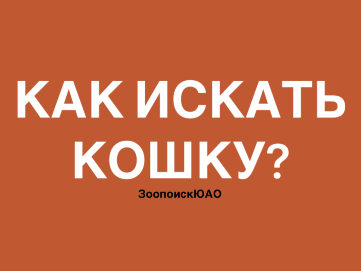 ИНСТРУКЦИЯ «Как искать кошку» от ЗоопоискЮАО: | Юлия Борзова из Зоопоиск РФ  | Дзен