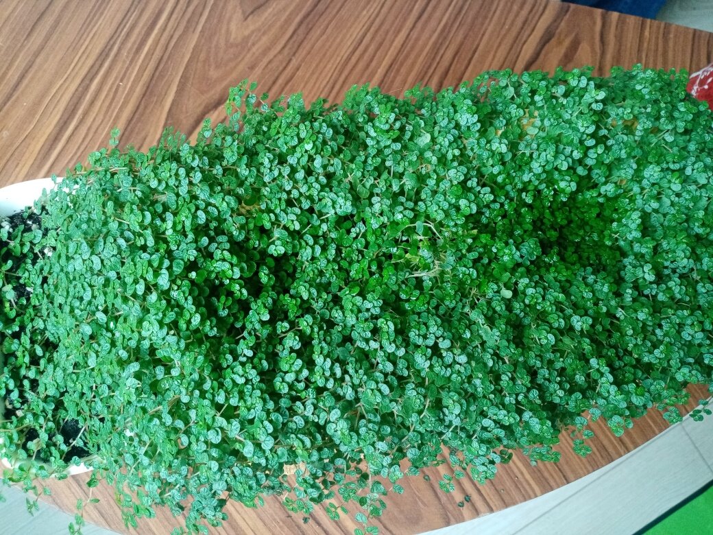 Посмотрите, это даже не ковёр, это какой-то монолит из зелени. Фото автора