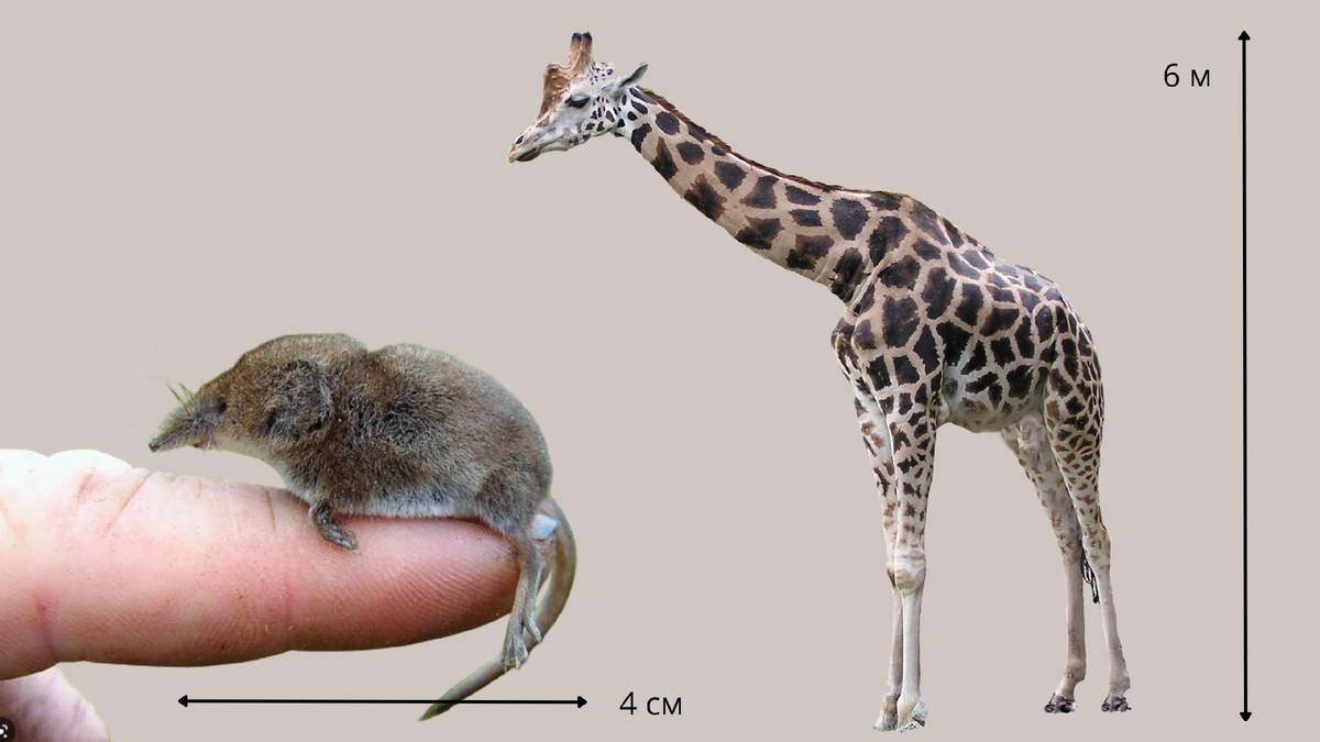 У всех млеков в шее 7 позвонков. И у бурозубки, размер которой всего 4 сантиметра, и у 6-ти метрового жирафа