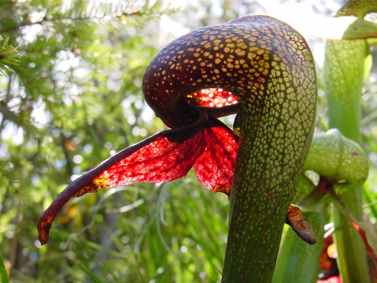 орхидея кобра фото