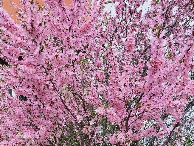 Уральская сакура