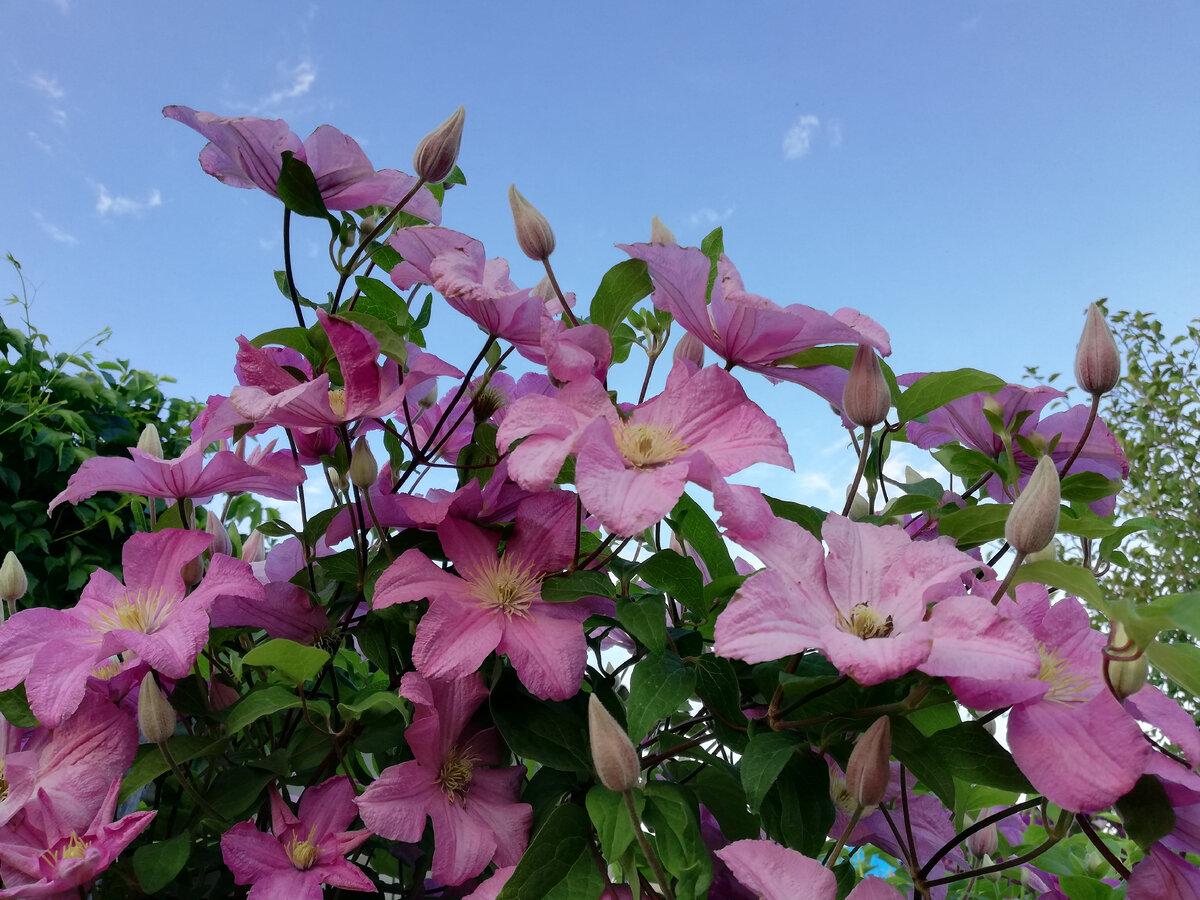 Клематис ашва Clematis Ashva