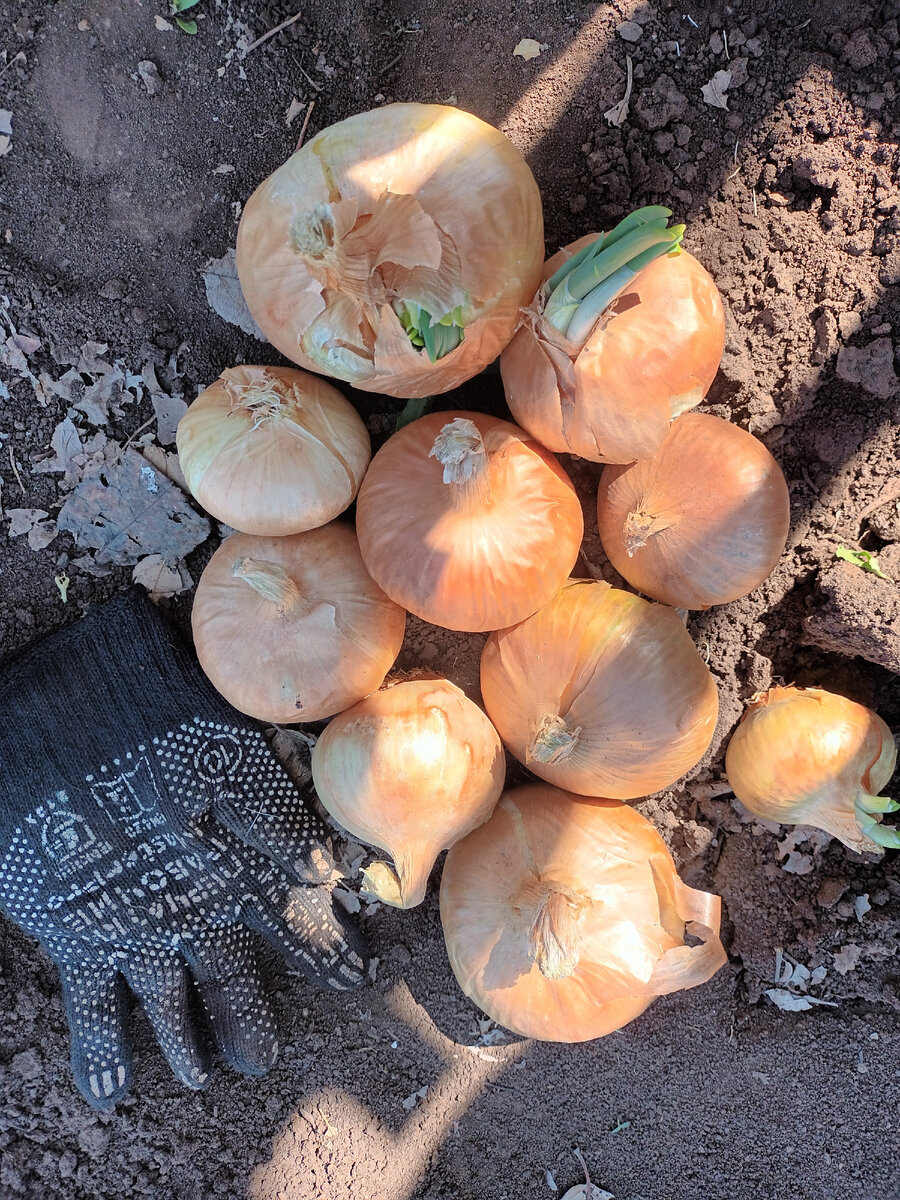 Луковицы для посадки