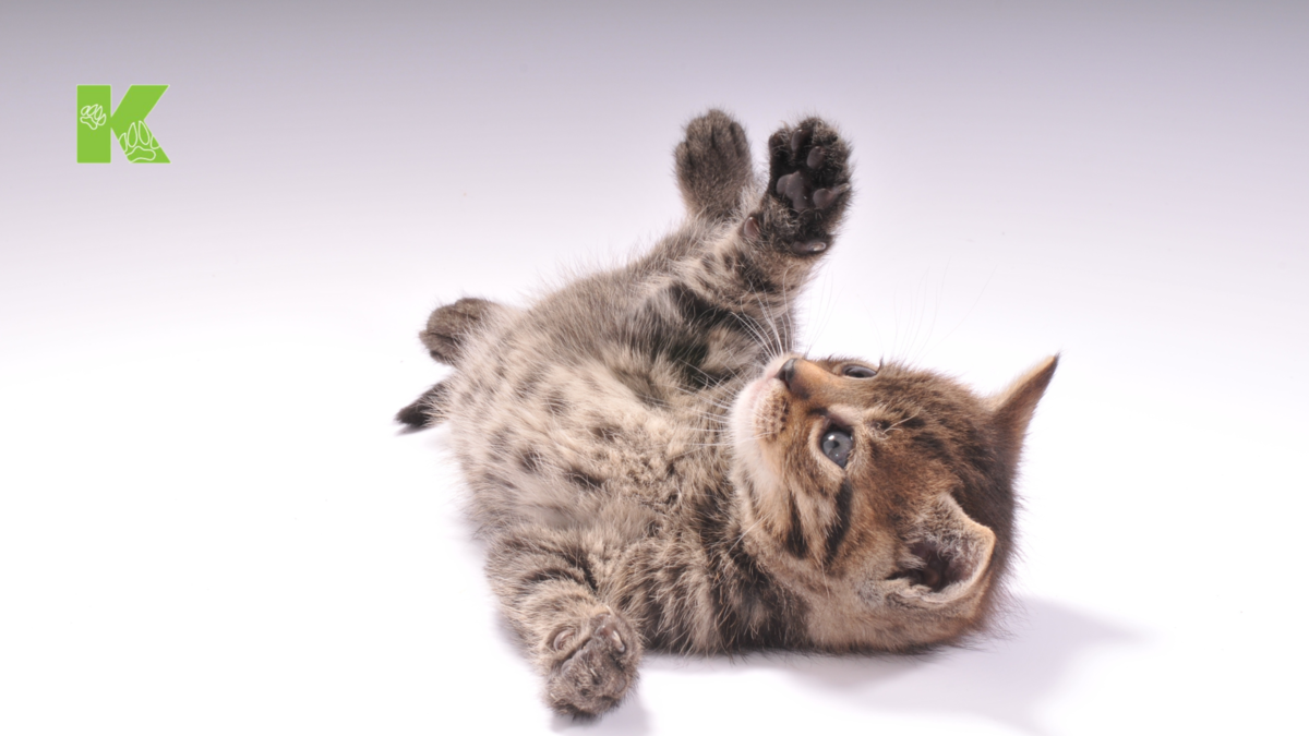 Научитесь понимать язык тела вашей кошки с помощью нашего руководства — от  каждого взмаха хвоста до малейшего подергивания усов | Котонай_сеть  ветеринарных центров 24/7 | Дзен