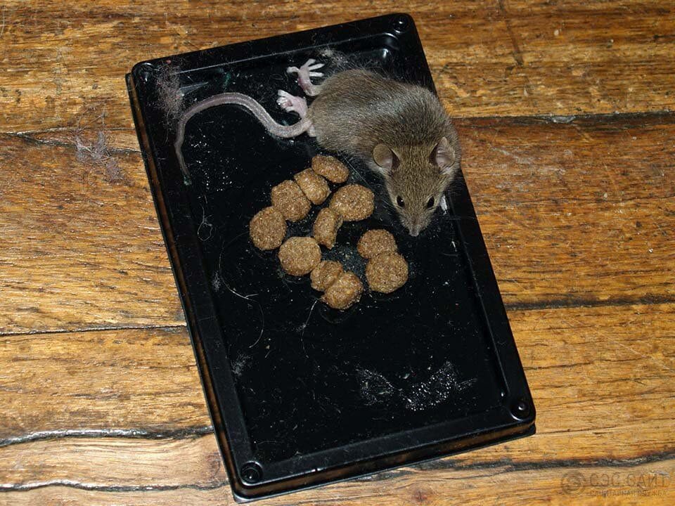 1. Клейкие ловушки для мышей 