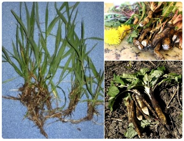 Root права на андроид 11. Try to root. Infinix smart 6 получение рут прав. Корень и корневище. Kingroot принтер.