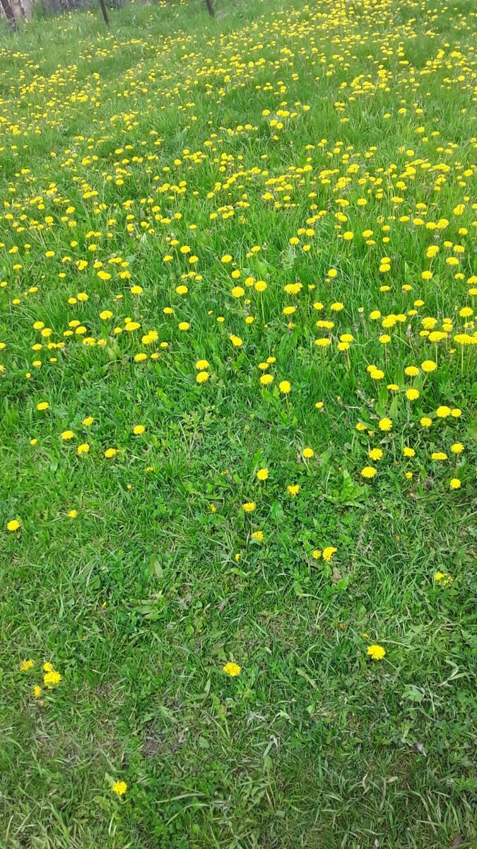 Просто одуванчики.