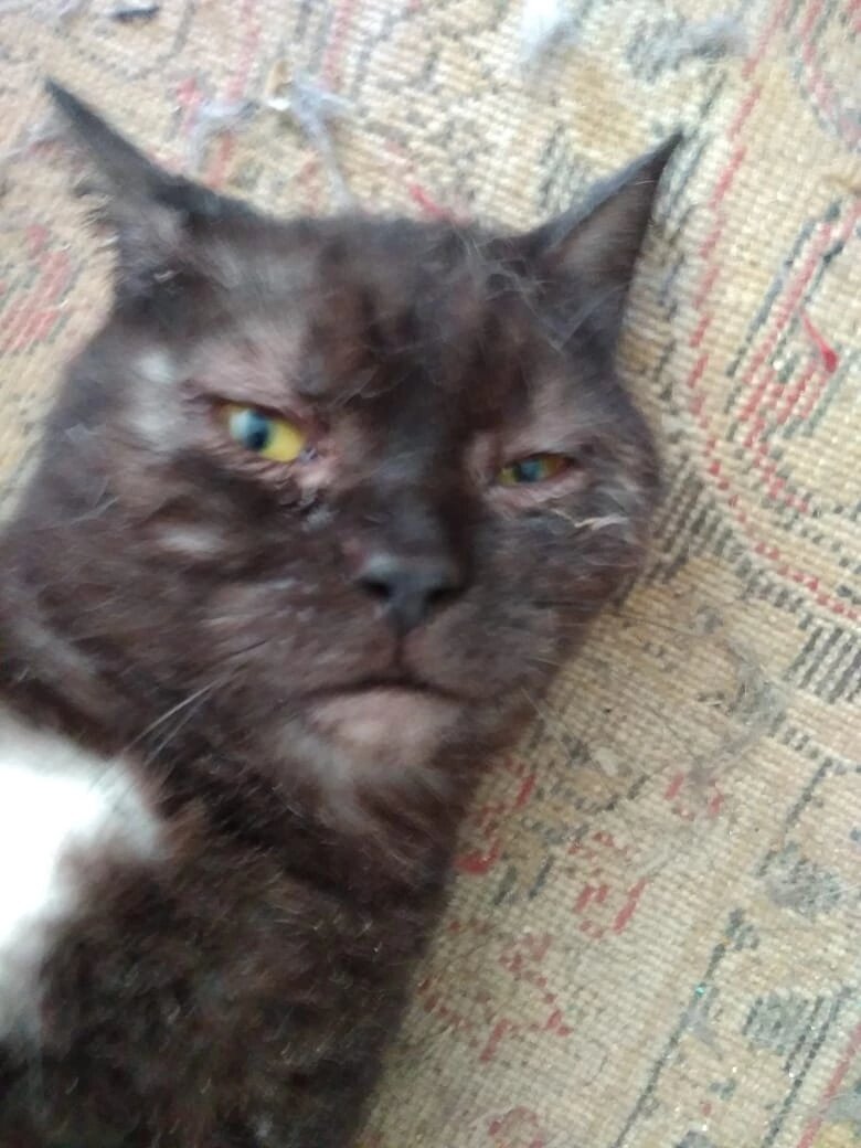 Я повторяю, на улице животные не живут, а доживают. И чем быстрее их оттуда забрать, тем больше шансов спасти. Бездомных быть не должно. Если котят больше потребностей людей, то должен вводиться мораторий на продажу котят. И все члены фелинологической ассоциации ответственны за каждого такого кота. Хочется, чтобы они ответили штрафами. 