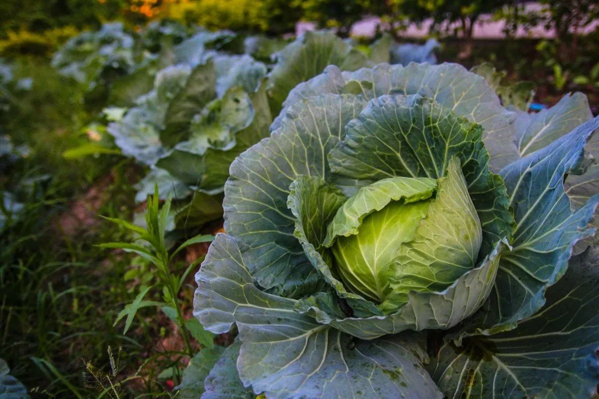 Капуста самая лучшая. Капуста Краутман. Капуста на грядке. Капуста.Cabbage. Посопская белокочанная капуста.