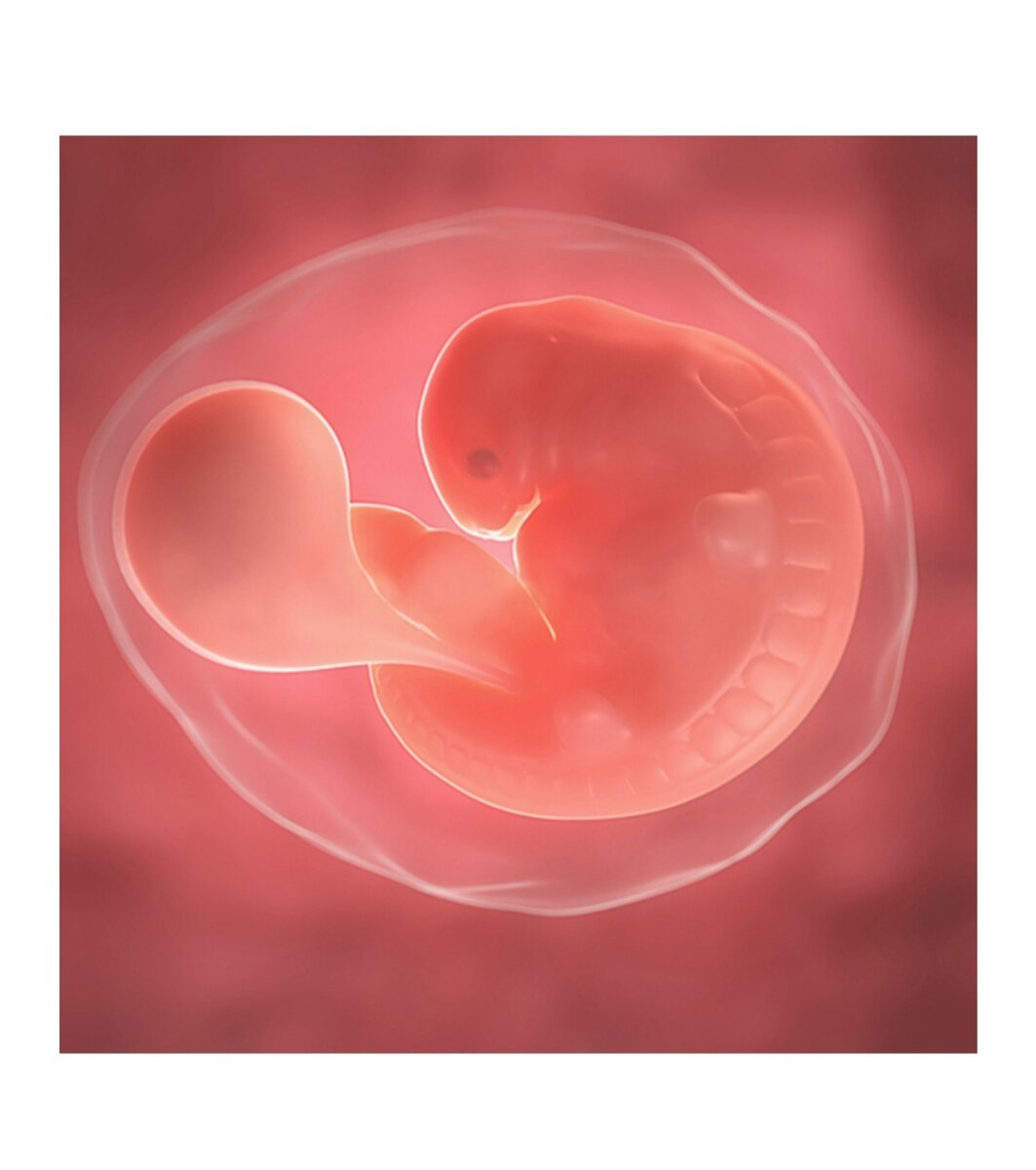 Картинка взята из приложения mama - календарь беременности. 