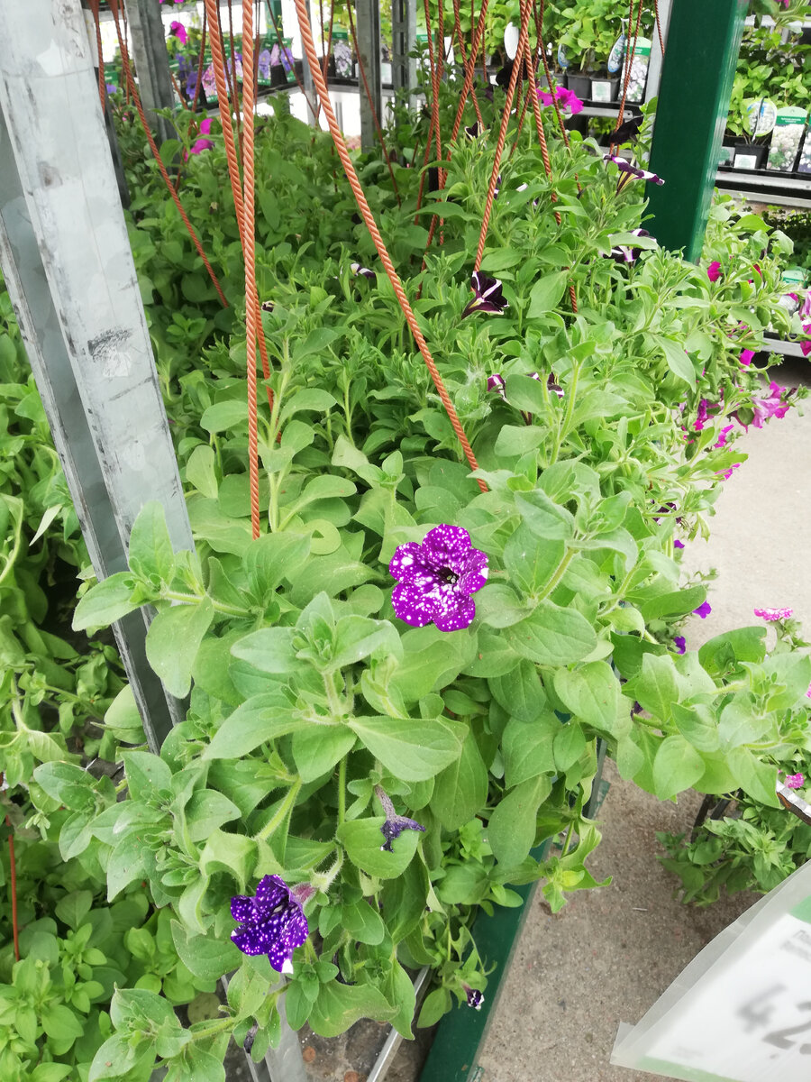 Петуниевые плантации в Леруа