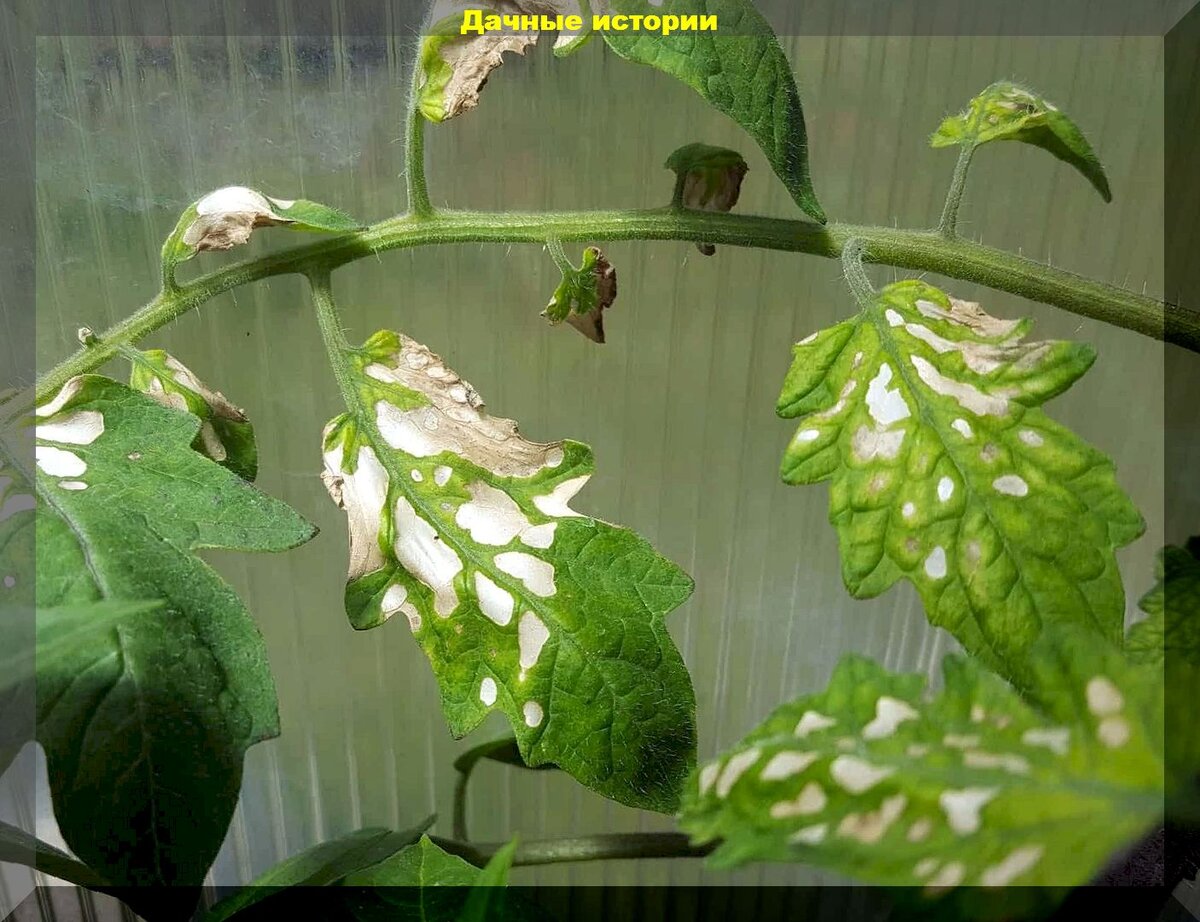 https://vk.com/photo-159774511_457260895. Солнечный (ультрафиолетовый) ожег