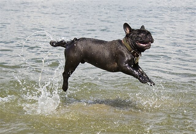 Бульдог в бассейне. Английский бульдог умеет плавать. Французский бульдог плавает. Умеет ли бульдог плавать. Французский бульдог умеет плавать.