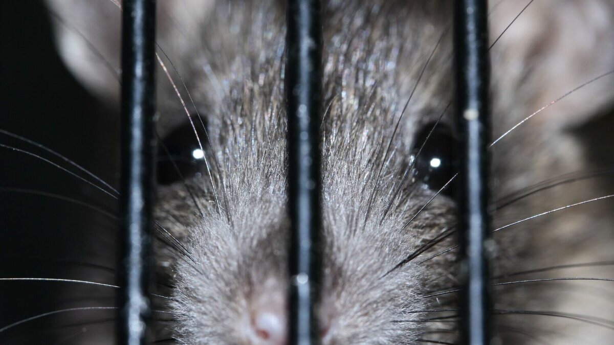     Бесстрашный житель города заснял грызунов на видео возле одной из мусорных площадок. Ролик появился в соцсети.