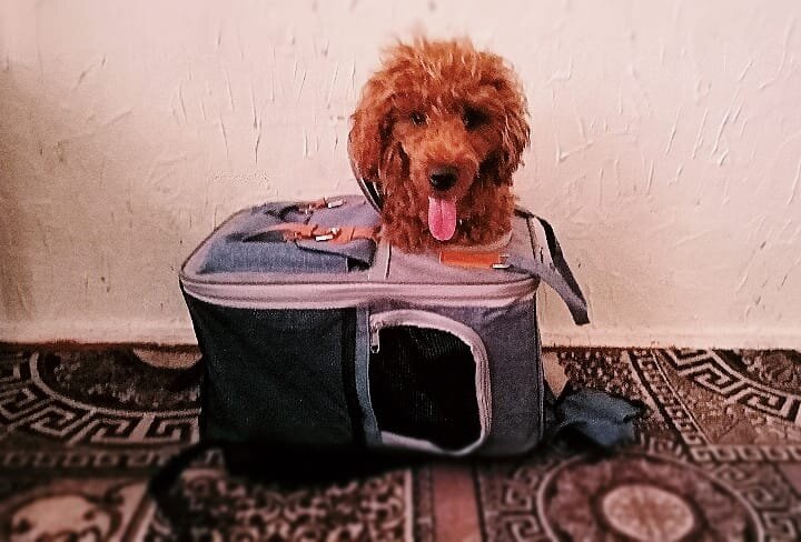 А ещё мы любим и умеем показывать фокусы. 