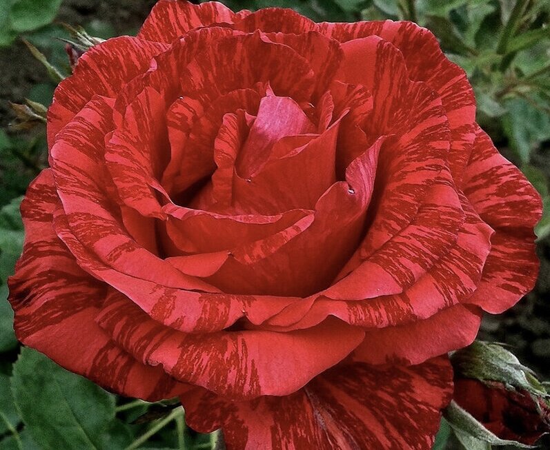 Роза Рэд Интуишн завораживает всеми оттенками красного. Фото из интернета