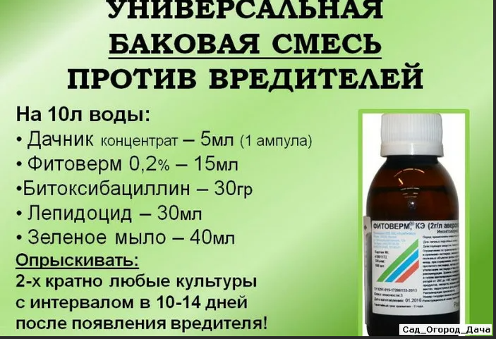 Тля огородная: уязвимые места, какие средства использовать, когда ...