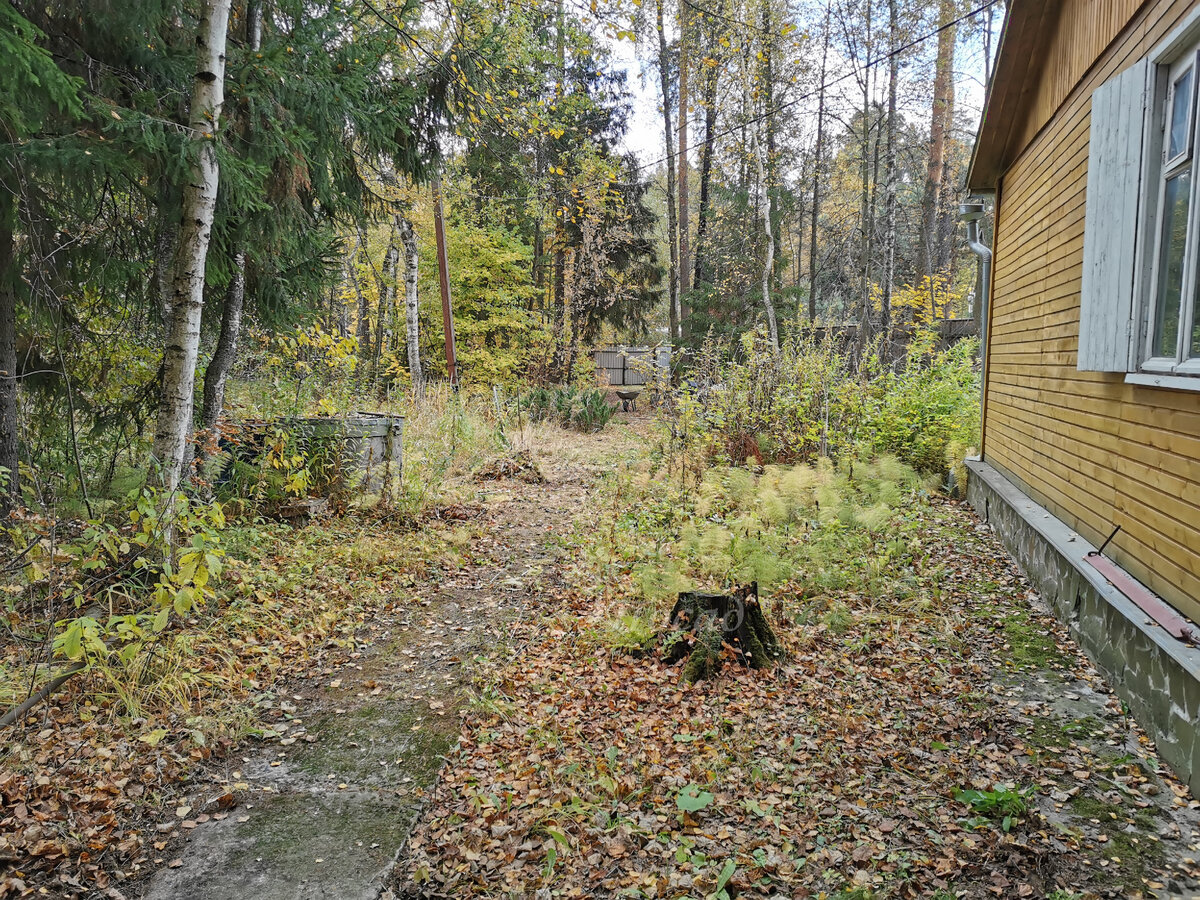 Так выглядит участок осенью. На переднем плане волнушкин пень.
