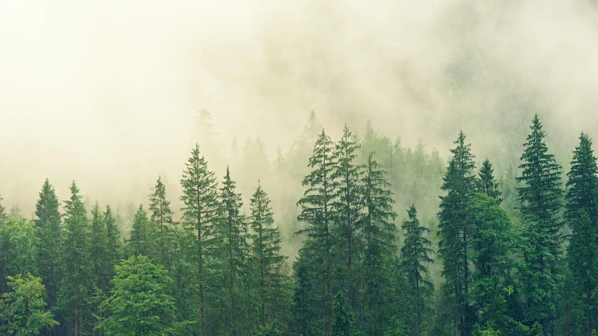 Фото: Pexels.com