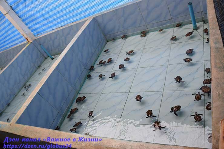 Остров Черепах в Таиланде Ко Талу, черепаховая ферма / фото авторское