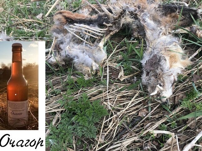 Это  не  он,  это   остатки  другого   Лиса  рядом с фермой.