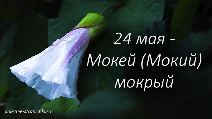 Мокий мокрый 24 мая картинки