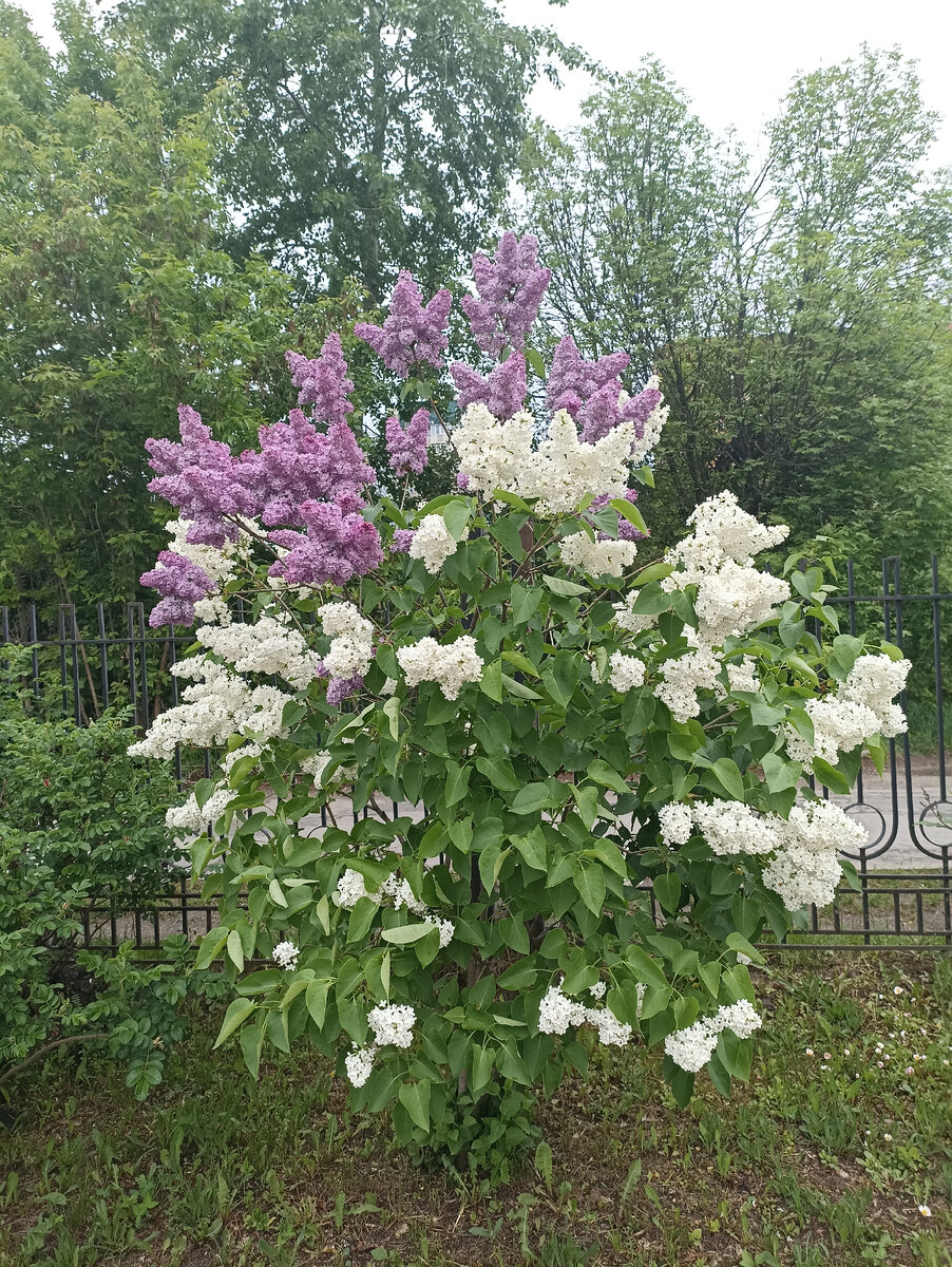 Вот такая дивная сирень цветёт около школы моего сына