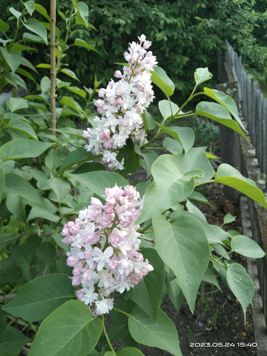 Розовая сирень