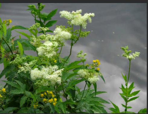 Взято из свободных источников. Тут еще вербейник затесался.