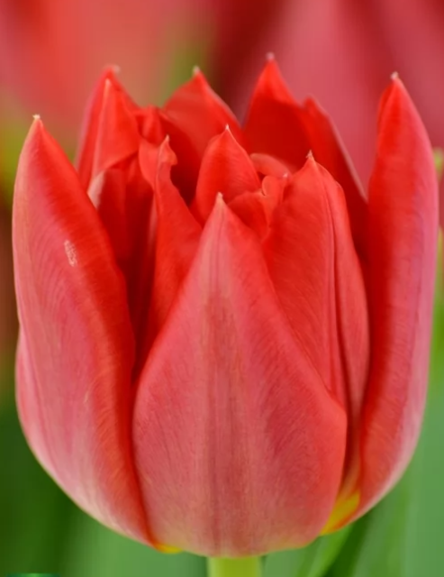 Фото Jan de Wit en Zonen B.V.