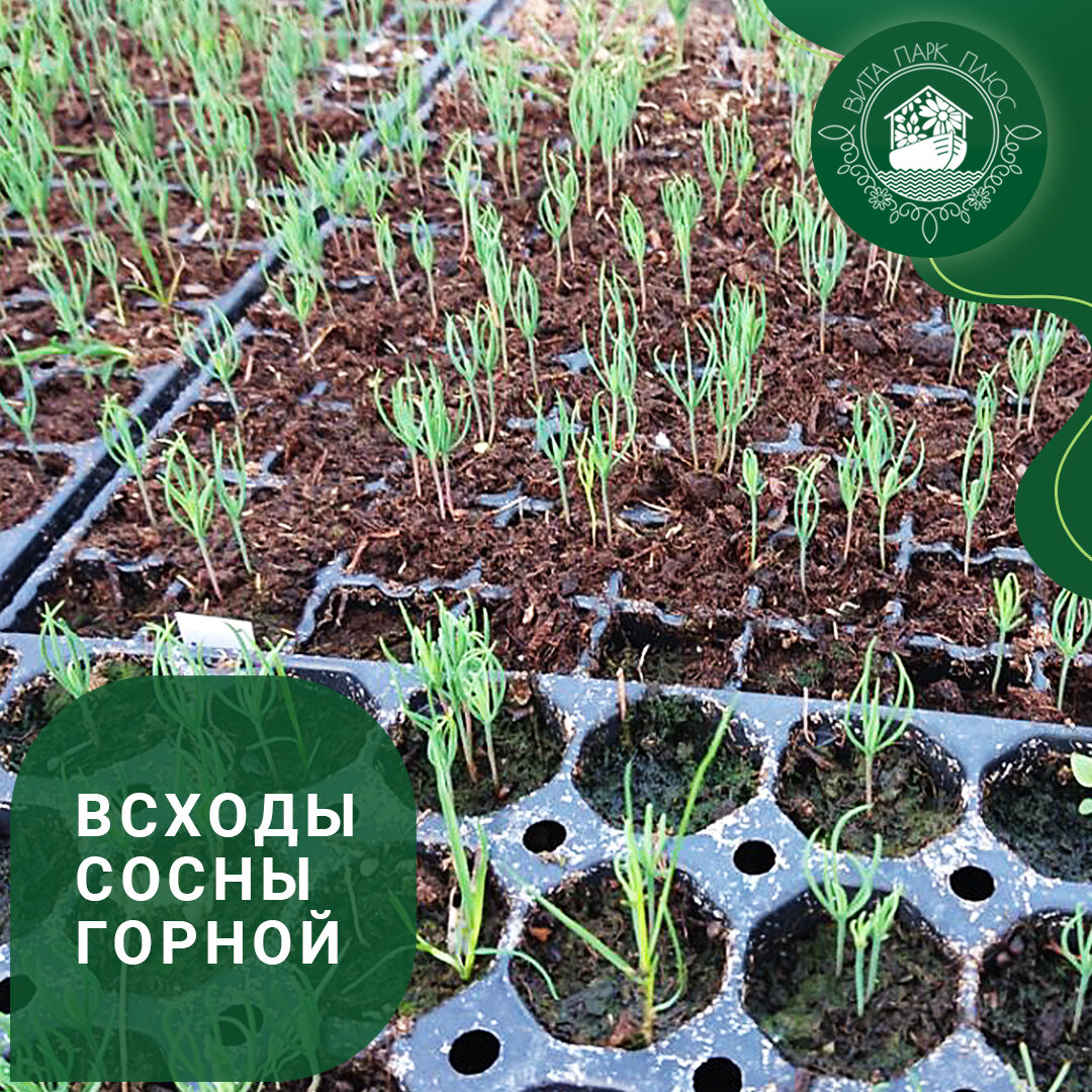 Всходы горной сосны в питомнике Вита Парк Плюс