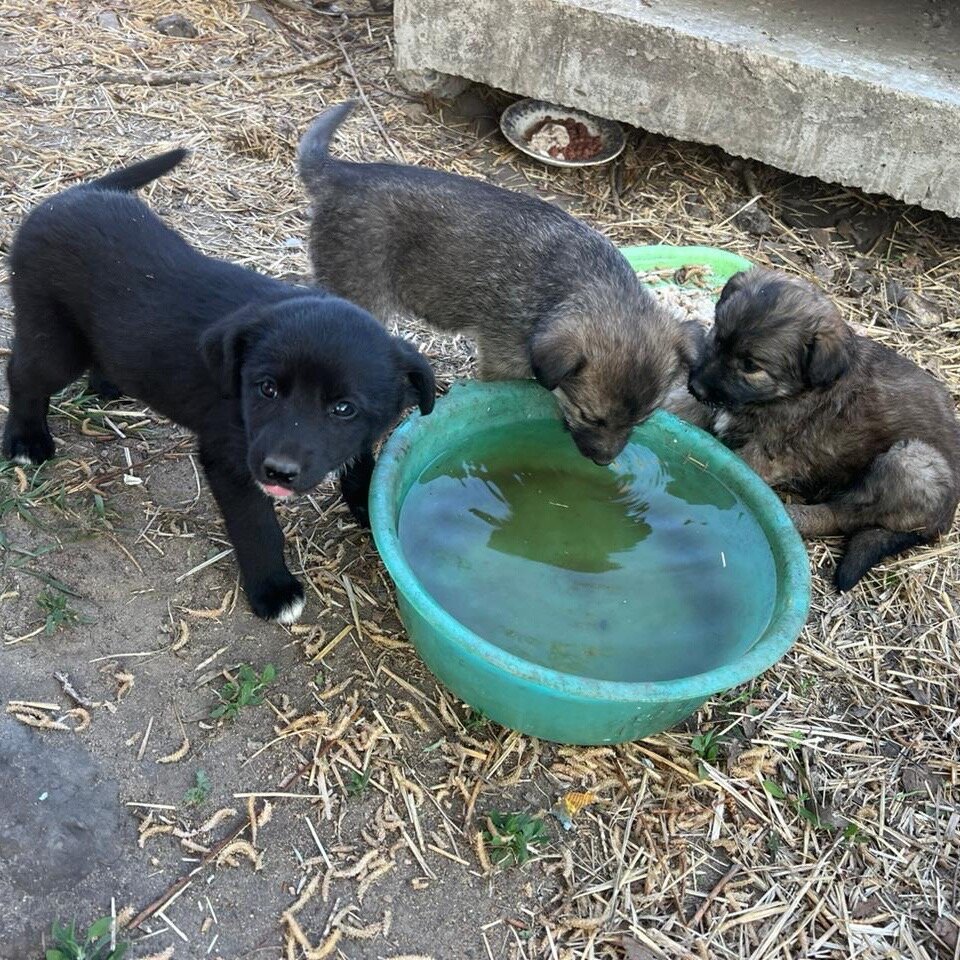 Пить начали