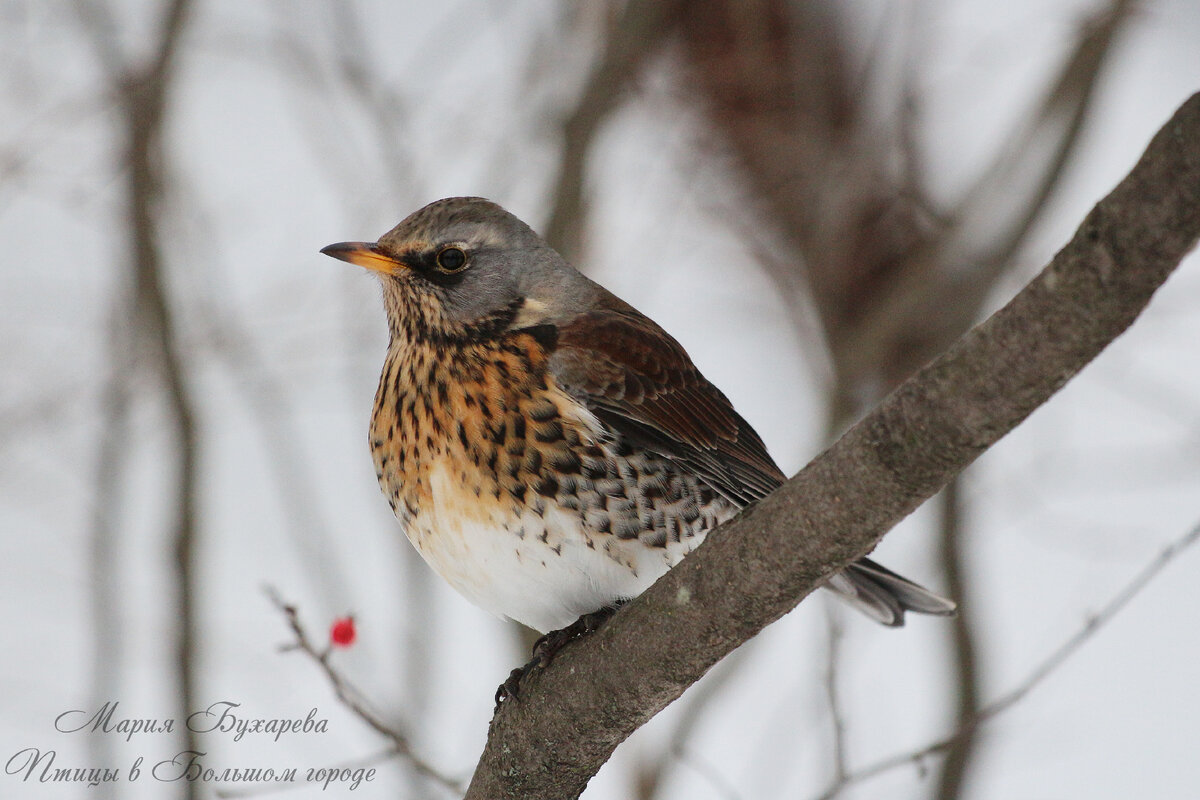 Черный дрозд (Turdus merula). Птицы Кыргызстана.