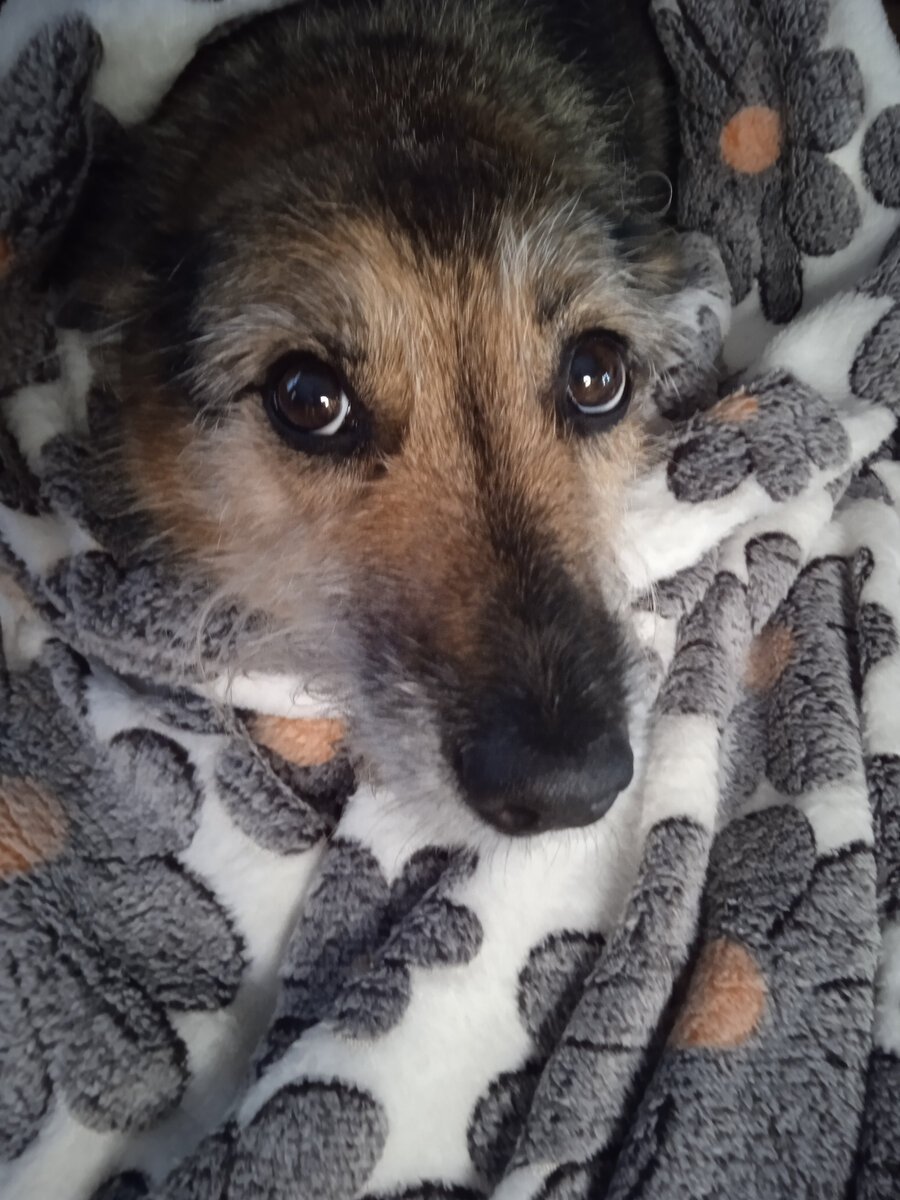 Зола греется на пледе, фото автора канала 