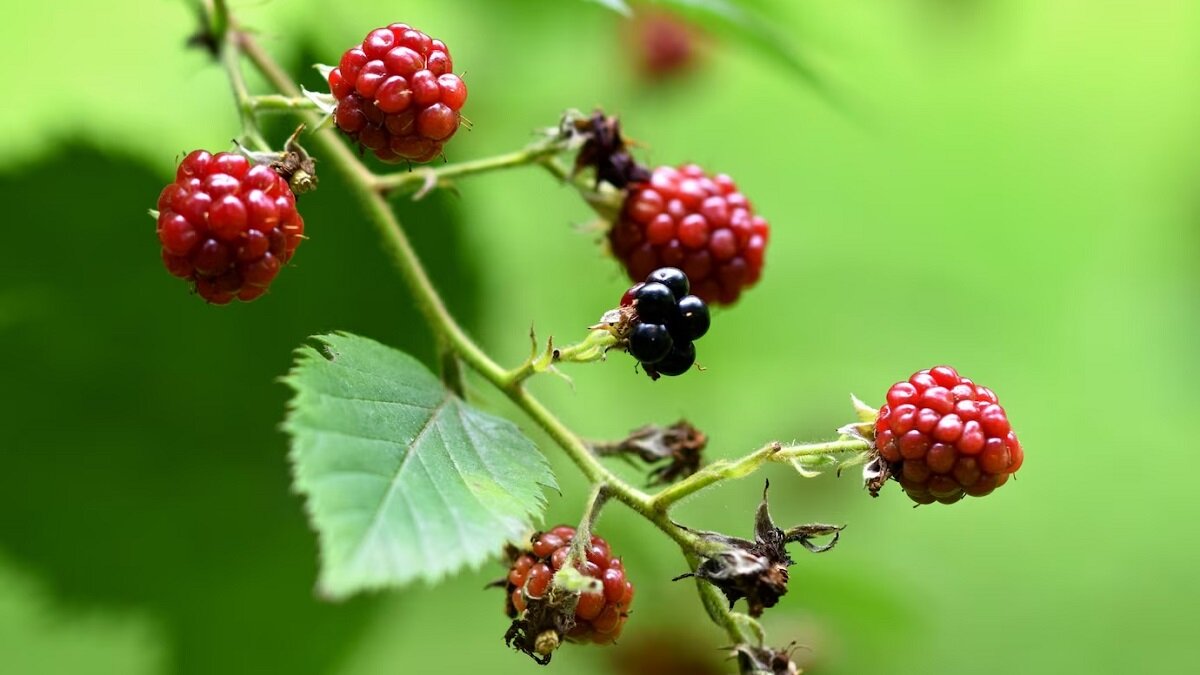    Как не отведать малины с клопами