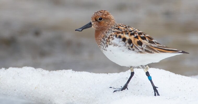 Фото: birds-online.ru 