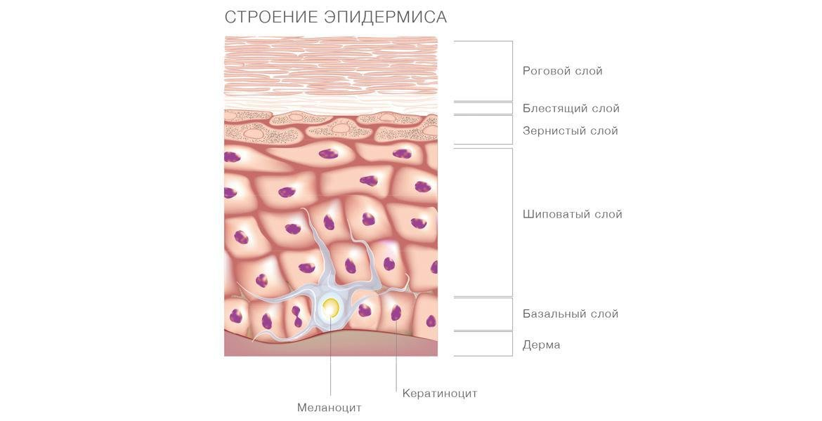 Укажите какие клетки находятся в эпидермисе. Слои эпидермиса кожи схема. Послойное строение эпидермиса. Слои эпидермиса кожи рисунок. Строение базального слоя эпидермиса.