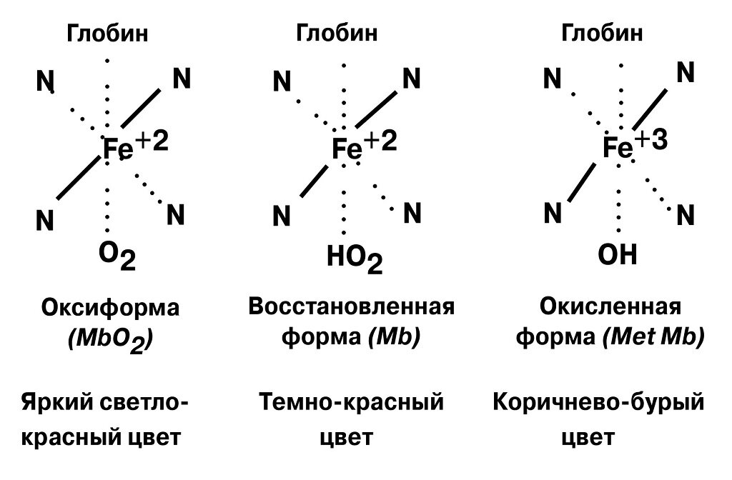 Цвет красного мяса определяется соотношением производных миоглобина, которые окрашены по-разному и которые одновременно присутствуют в мясе