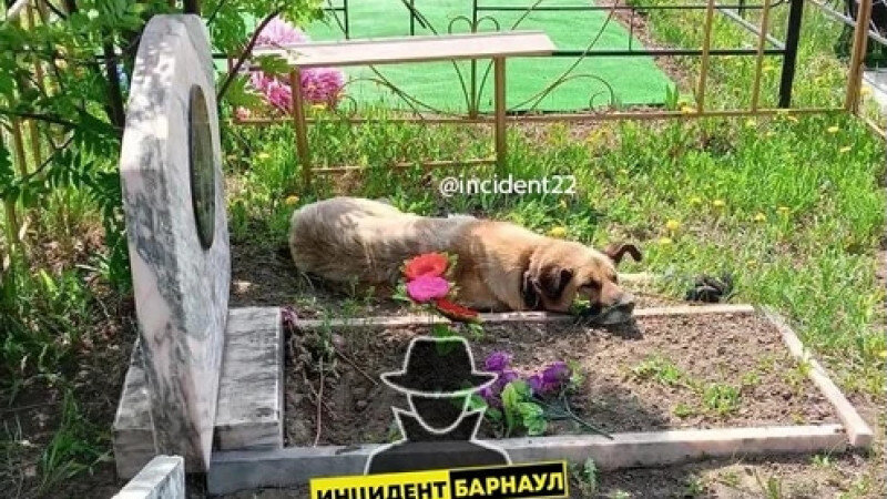     Пес на кладбище. Инцидент Барнаул