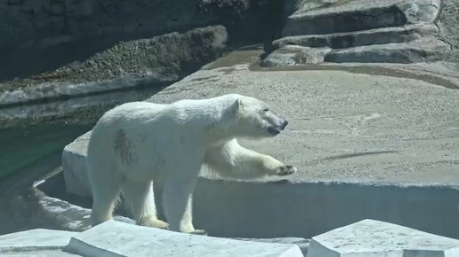 белые медведи бегут за камазом видео