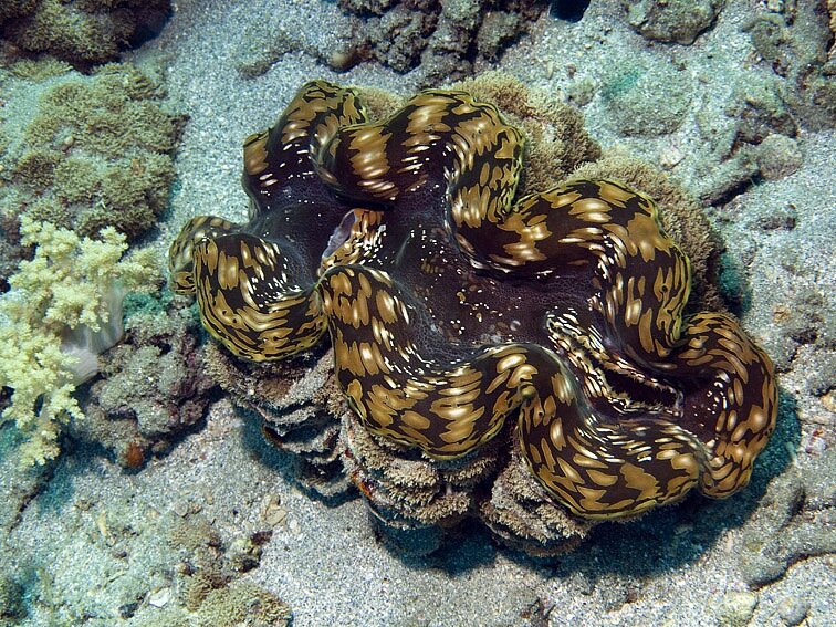 тридакна гигантская Tridacna gigas