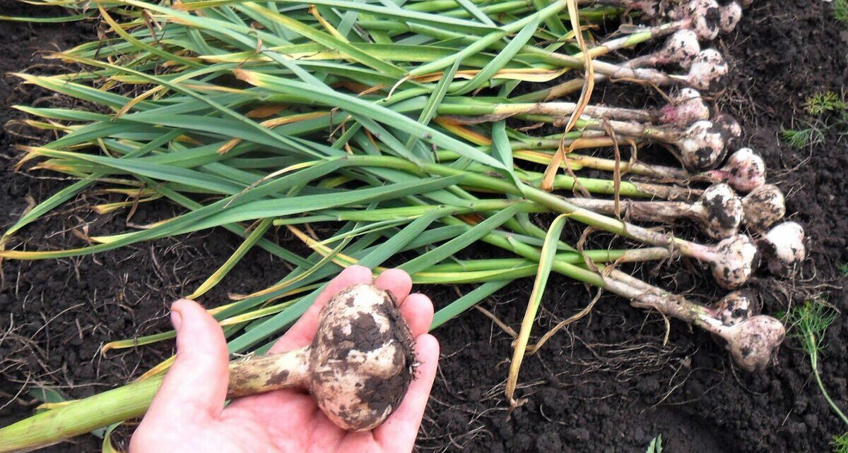 Сбор урожая чеснока