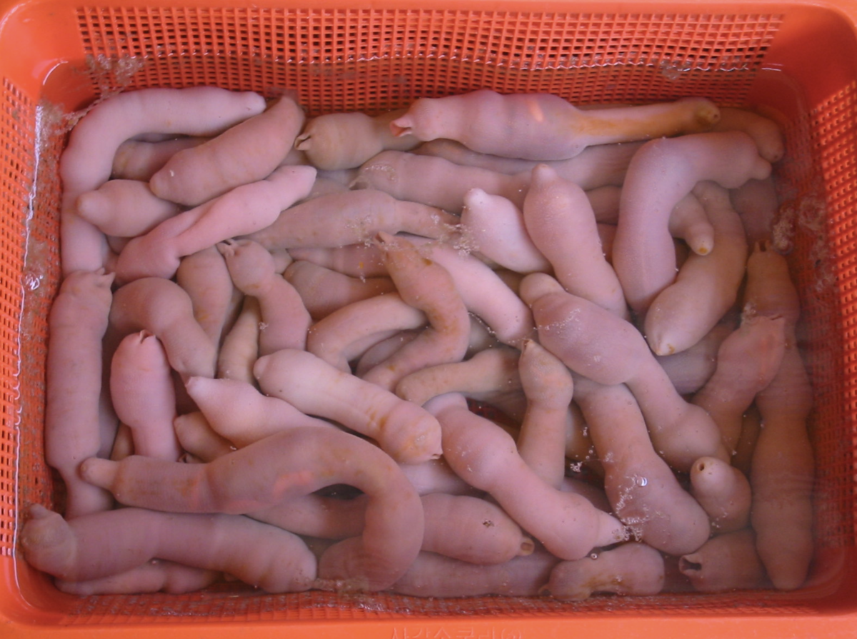 Огромные половые органы. Морской червь Urechis unicinctus. Морские черви съедобные.