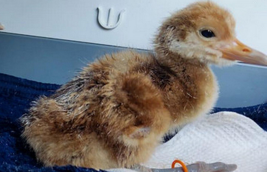    Фото: Пресс-служба Росзаповедцентр Минприроды России