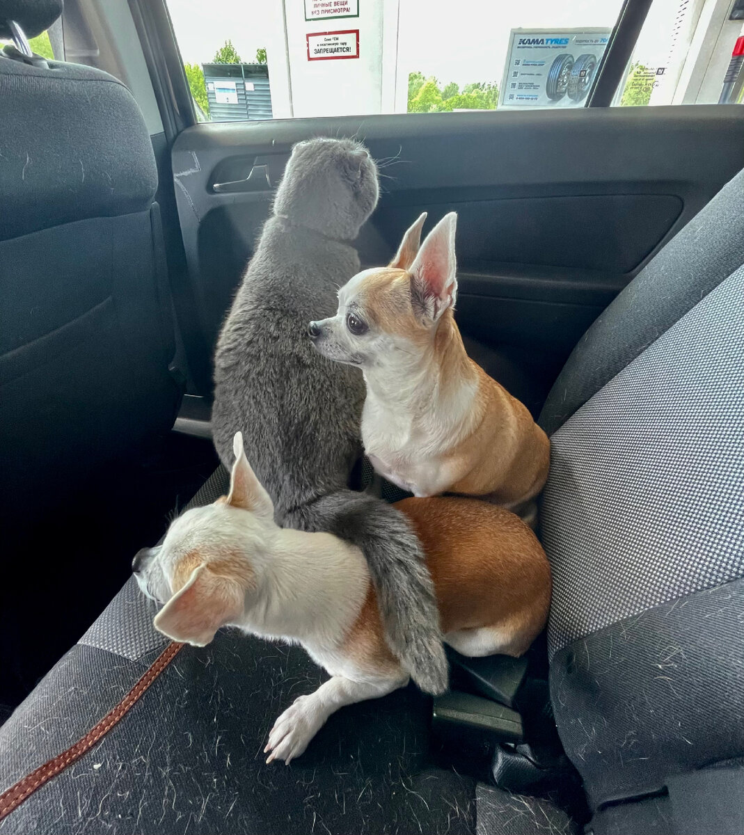 Лора с собаками