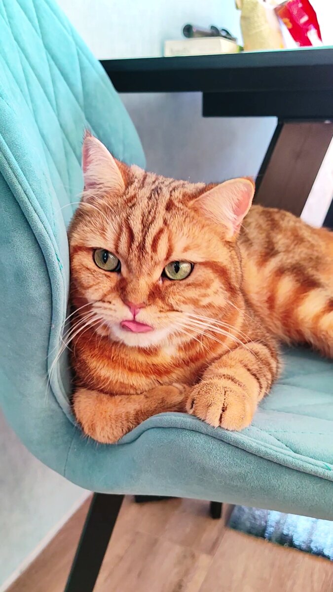 Кот - длинный язык.