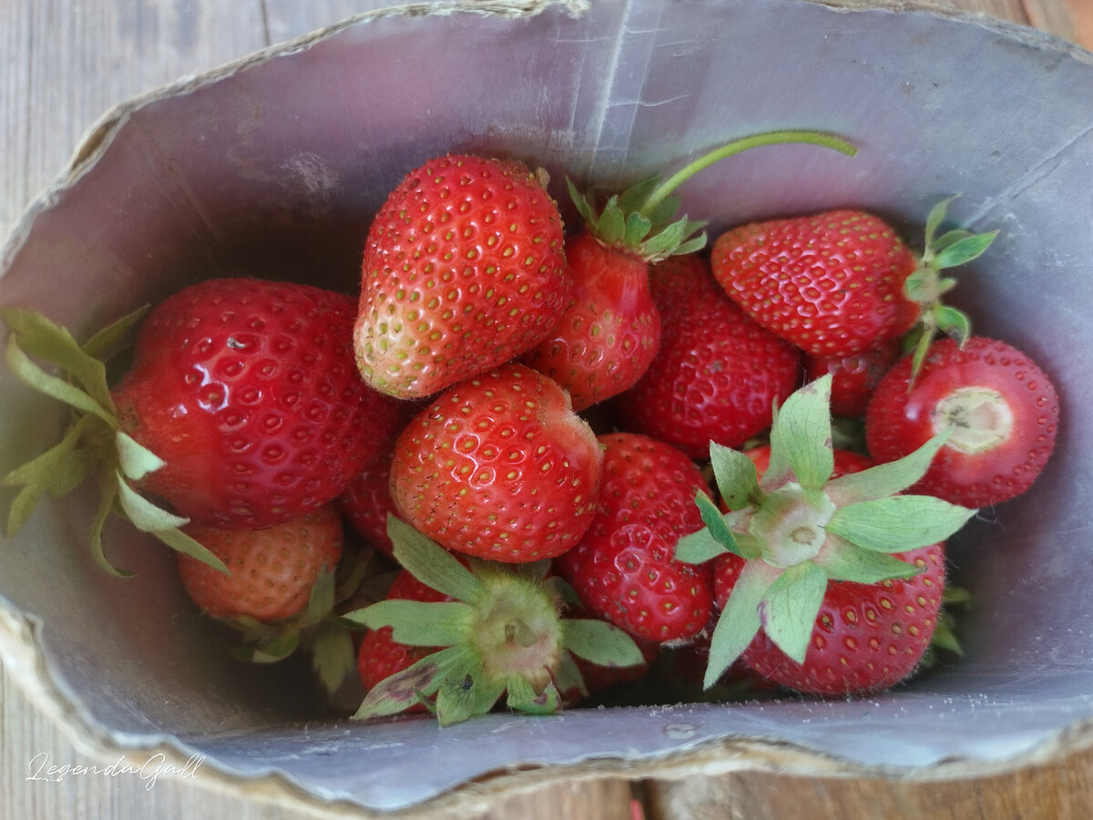 Лень было за миской домой бежать, а в огороде всегда дежурная коробочка из-под молока имеется ))