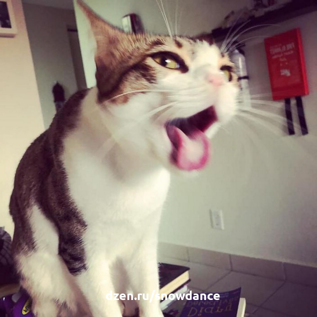 Когда кошке стало плохо, что делать? Точно не искать советов в Интернете! И не поить водкой!