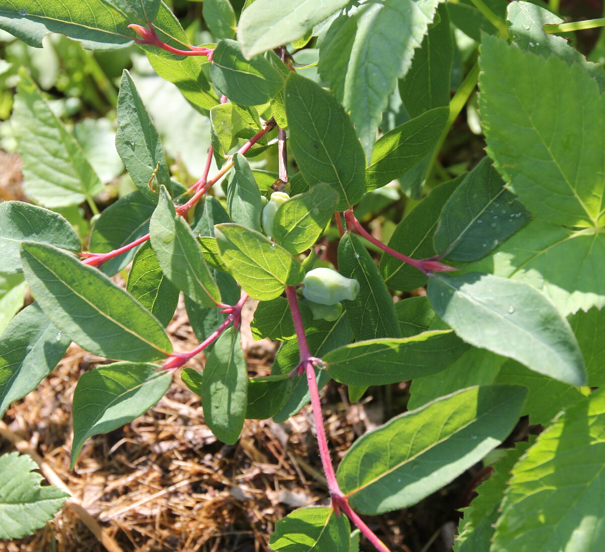 Как заготовить жимолость на зиму. Cornus canadensis (дёрен канадский). Дёрен белый растение. Дерен красный Свидина. Дерен Шпети.