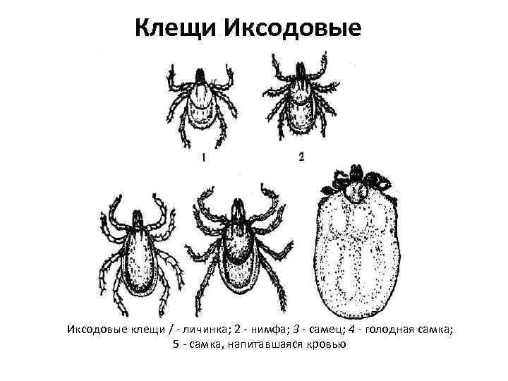 Как выглядит самка клеща Клещи в Крыму. Сколько стоит провести исследование (анализ) клеща в Крыму. Жизнь